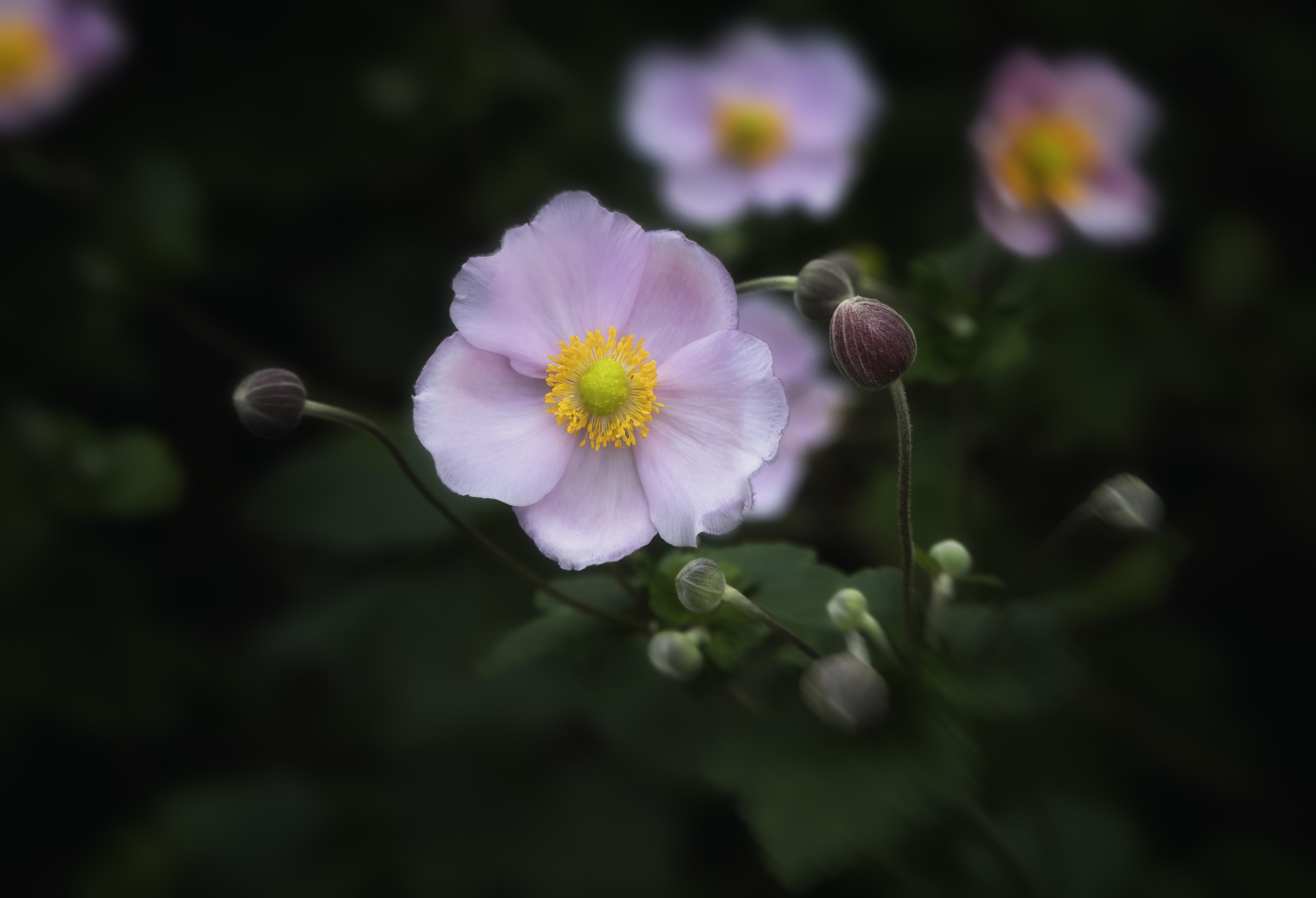 Bulbs & Blooms BL