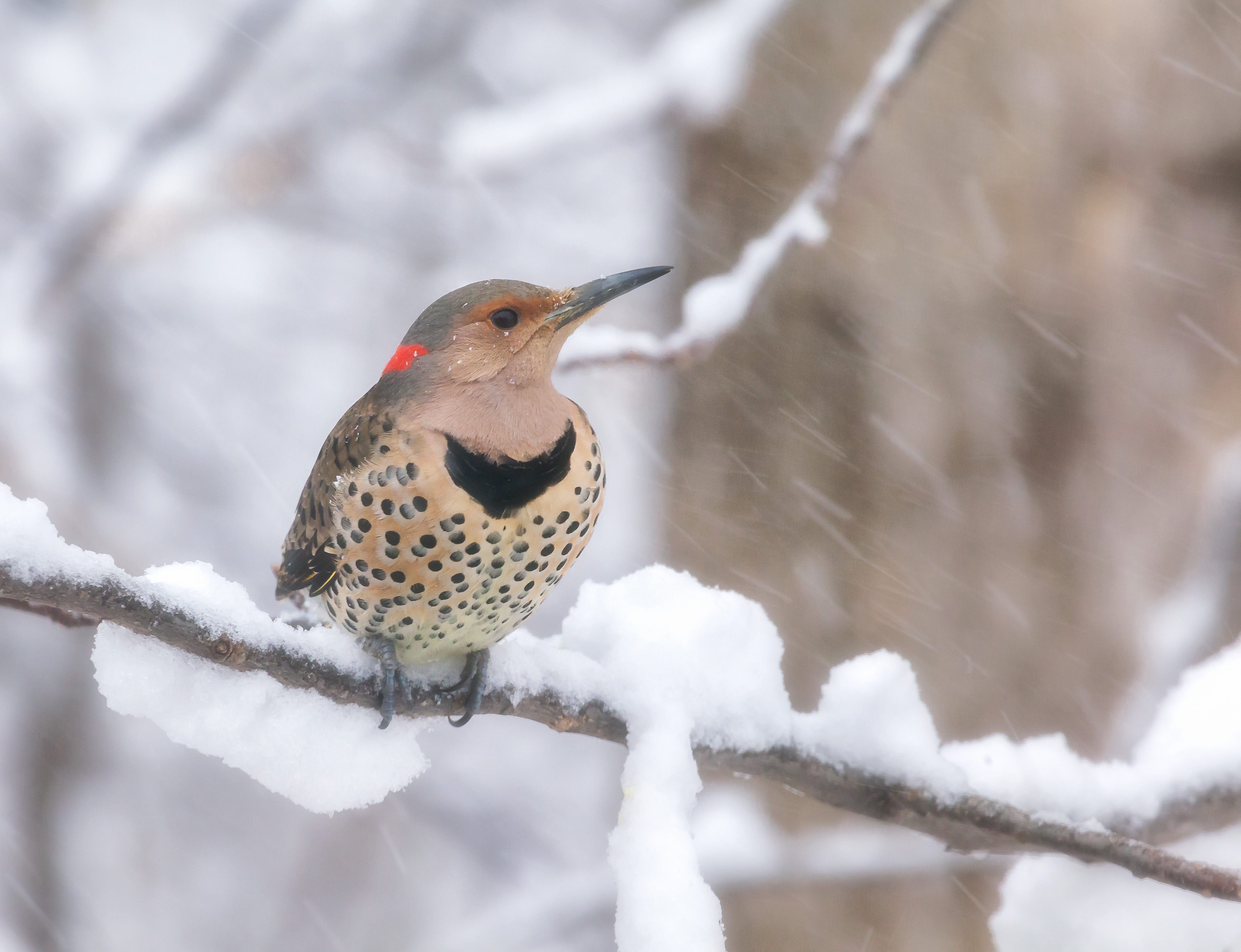 Northern Flicker Winter 2