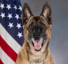 Luna, Police K9