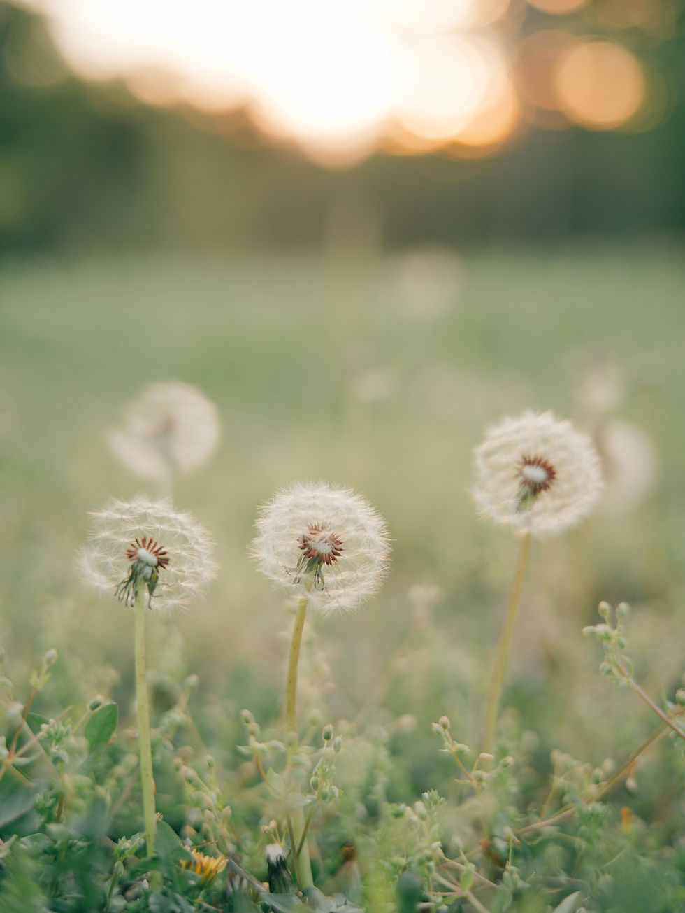 Dandelion wishes