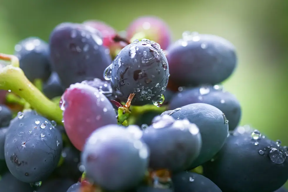 5 Most used red wine grapes