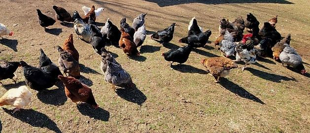 Pasture raised hens