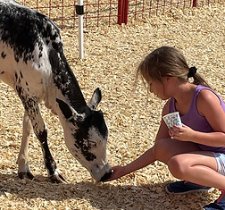 child feeding zebu