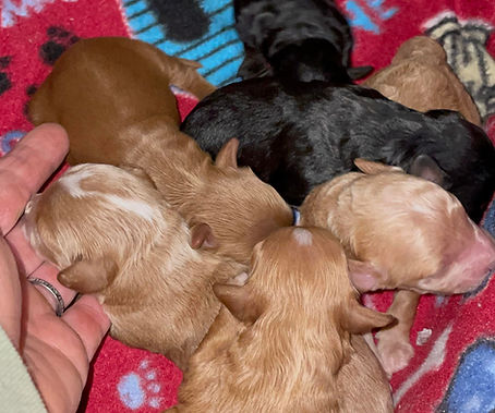 available puppy