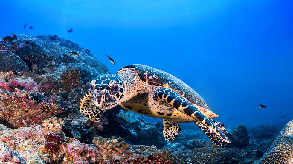 What does a hawksbill turtle eat?