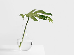 Green Plant