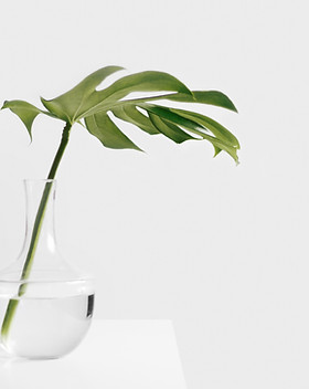 Groene plant