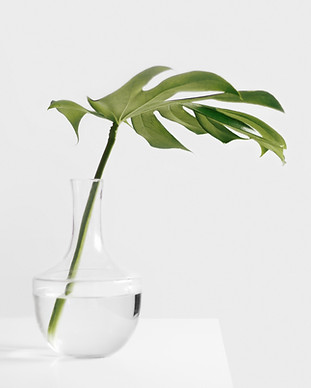 Plante verte