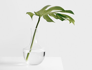 緑色植物