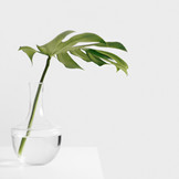 Green Plant