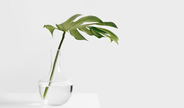 Green Plant