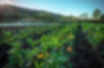 CommunityServicesHarvestFarm-DSC_0027.jpg