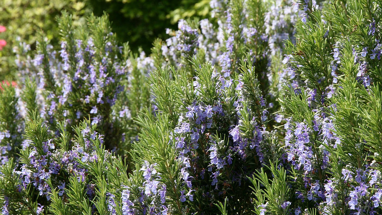 FBCoverPhoto-Rosemary.jpg