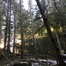 783CCB26-EC8E-4C71-8687-A8304DA68F0F_1_105_c.jpeg
