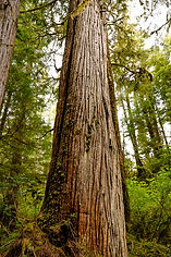 Dńýás tx – Red Cedar Trail