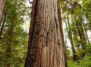 Dńýás tx – Red Cedar Trail