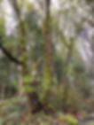 tree-IMG_8044.jpg