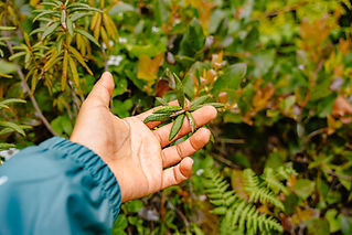 Y̓íx̌sá Táwṇgila Medicine Walk Tour