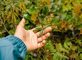 Y̓íx̌sá Táwṇgila Medicine Walk Tour