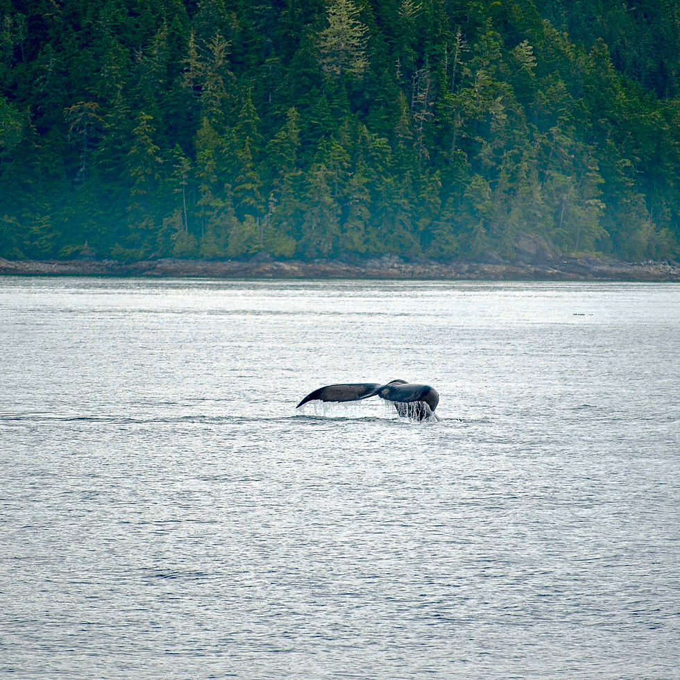 Best Whale Watching on Vancouver Island.