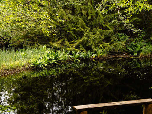 A glimpse of the trails