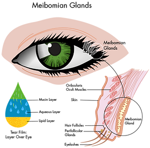 Glands_Labeled.png