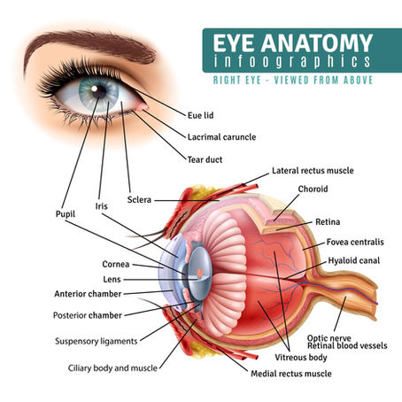 Infographic of eye  and eyelid anatomy with labeled parts like iris, retina, and optic nerve. Colors are vivid, featuring a close-up of the eye.