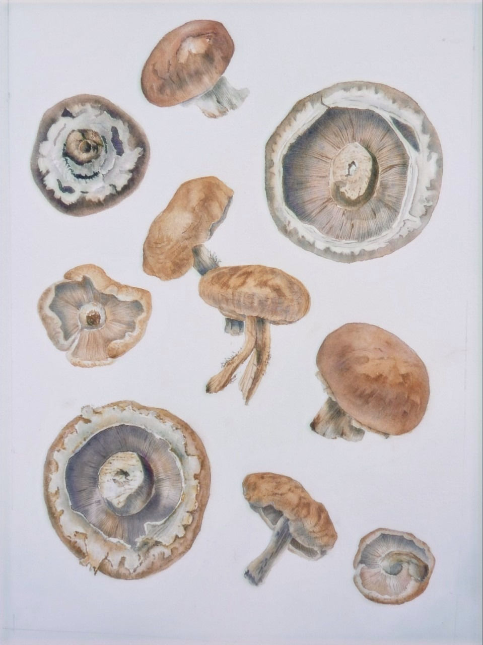 JC02-Melody%20of%20mushrooms-23cm%20x%20