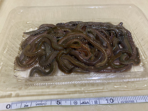 青イソメ(太)100g | 釣具店勇竿