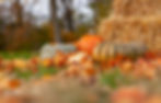 Hay Pumpkins Leavesi.jpg