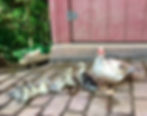 Muscovy Mamma