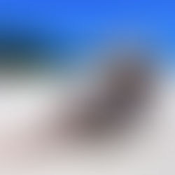 The Evolution of the Modern Bikini