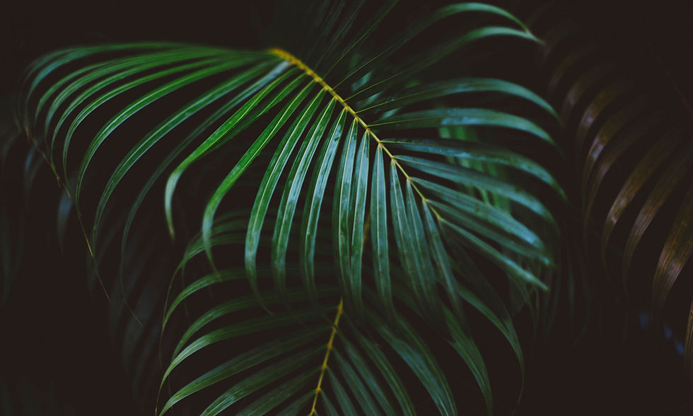 leaf-bg.jpg
