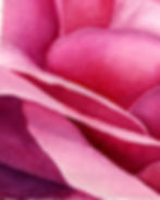 Thumbnail: Piece of rose