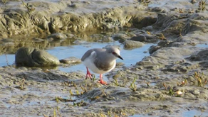 Chorlito ceniciento: estrategias binacionales..