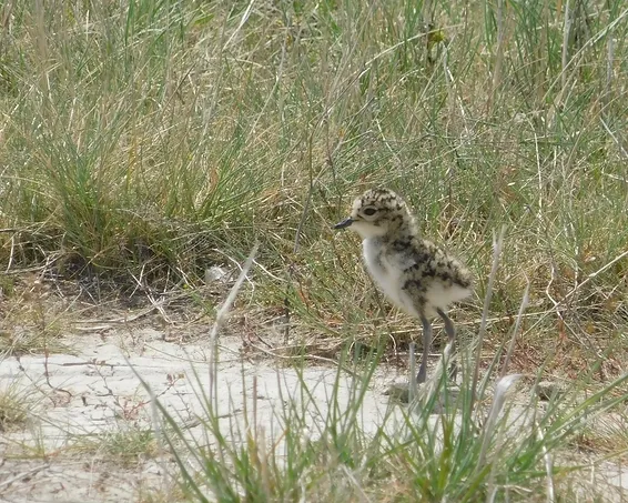 El cuidado de los nidos