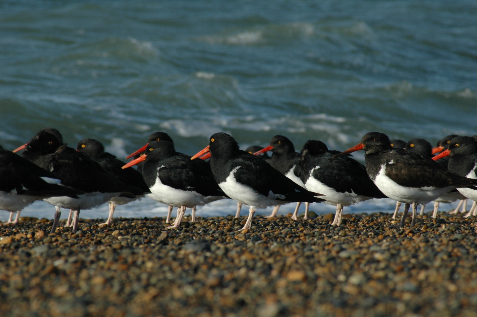 Declaran al Estuario del río Santa Cruz como Sitio de Importancia Regional