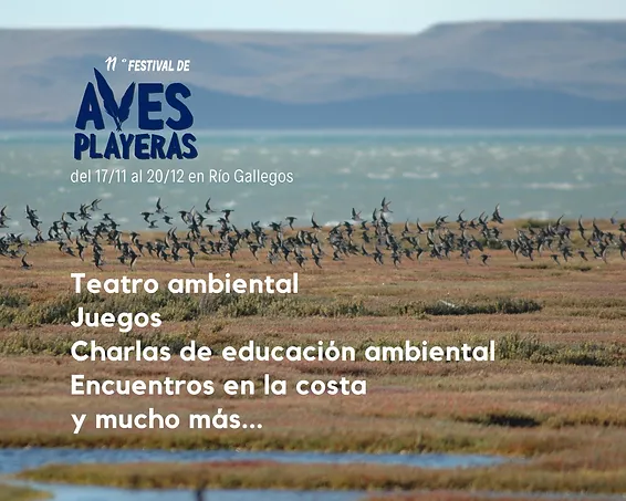 En noviembre, celebramos a las aves playeras