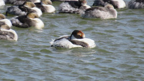 Contando Macá tobianos desde la costa