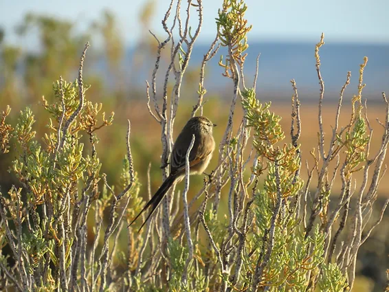 Las charlatanas: difíciles de ver, fáciles de escuchar