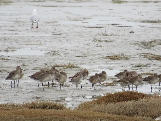 Día Mundial de las Aves Migratorias
