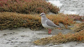 Proyecto binacional Pluvianellus