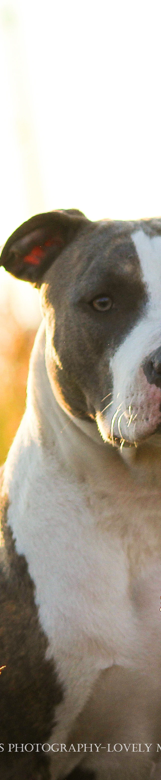 American Bully Xl Guardian Bullz Germany Mecklenburg Vorpommern