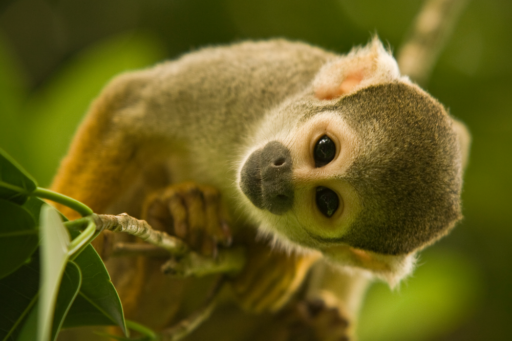 What Makes Monkey Jungle One of the Best Attractions in Miami for Kids?