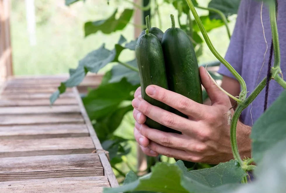 Planning Ahead For Veg In Autumn And Winter, RHS Garden Harlow Carr
