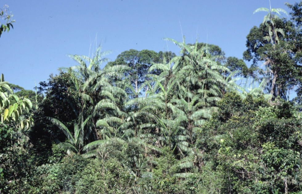 Soane Britain, Sustainable Rattan Sourcing