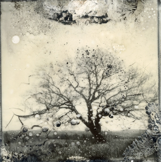 Siân Cann, The Retinopathy Forest