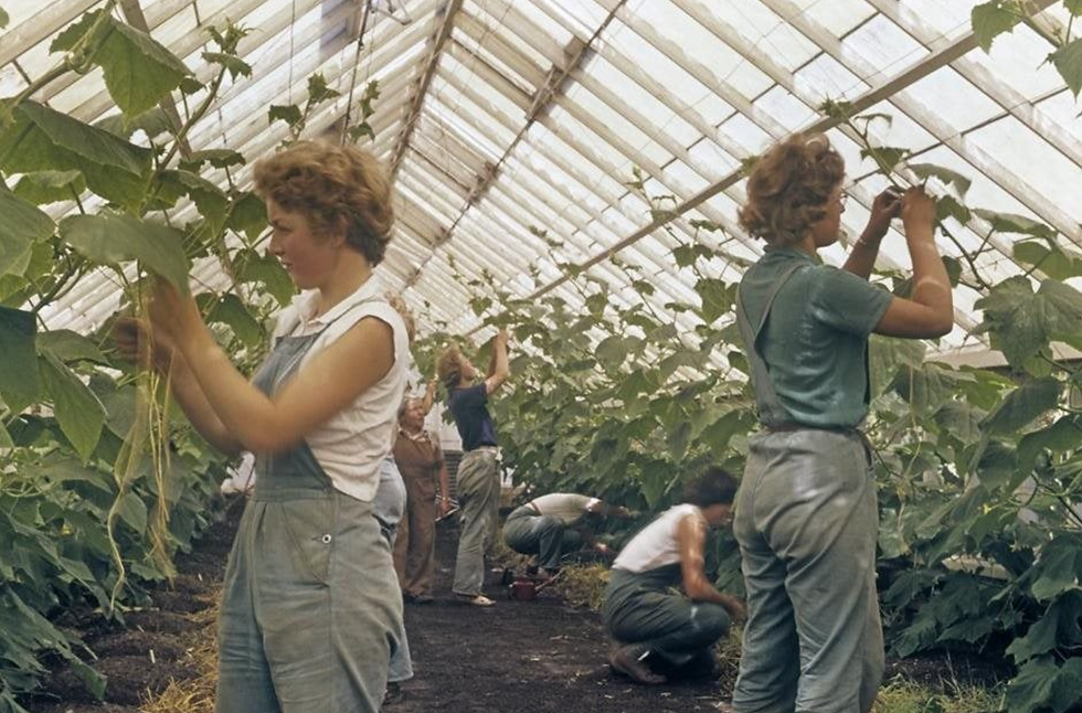 Lindley Late Online - 10 Women who Shaped the World of Gardening, RHS Lindley Library, Online