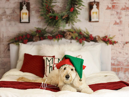 LIMITED EDITION CHRISTMAS SESSIONS
