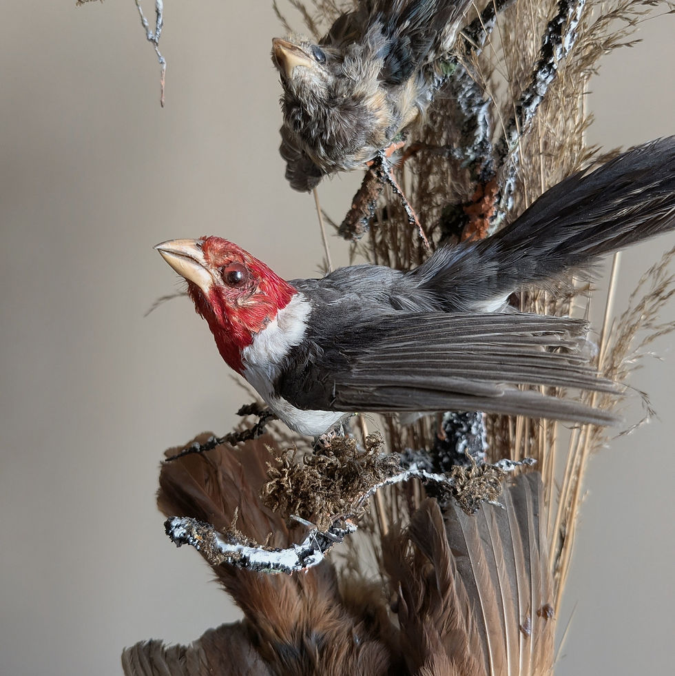 Thumbnail: Victorian Taxidermy bird display.